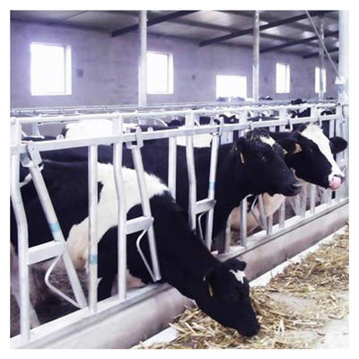 Cửa khóa đầu gia súc tự đóng tùy chỉnh Lớn cố định