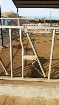 Thiết bị cho ăn cho trang trại khóa đầu bò mạ kẽm nóng tùy chỉnh
