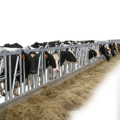 Khóa đầu bò mạ kẽm nhúng nóng Thiết bị chăn nuôi trang trại an toàn và chắc chắn