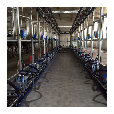 Tiệm vắt sữa dê bằng xương cá với hệ thống tự động
