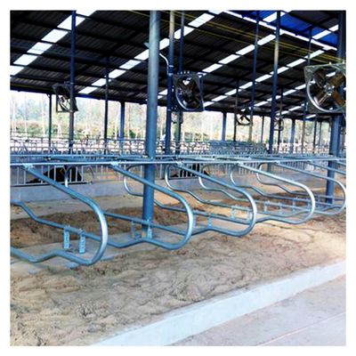 Chiều cao 95cm Chuồng trại miễn phí Bằng chứng rỉ sét cho trang trại bò sữa