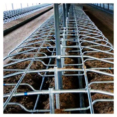 Chiều cao 95cm Chuồng trại miễn phí Bằng chứng rỉ sét cho trang trại bò sữa