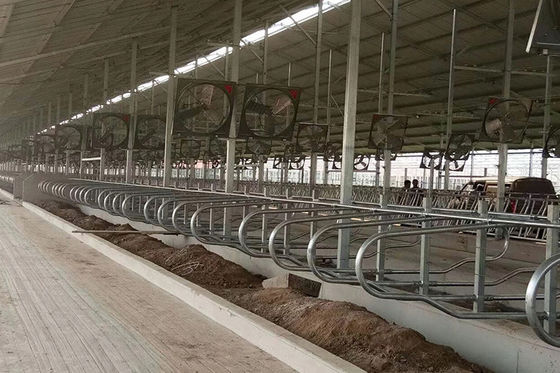 Gia súc Loại 9JY Bằng chứng axit Chuồng nuôi bò sữa miễn phí cho vật nuôi