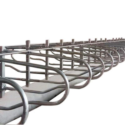 Chiều cao 95cm Chuồng trại miễn phí Bằng chứng rỉ sét cho trang trại bò sữa