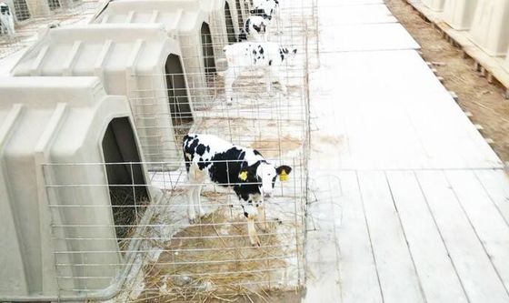 Chuồng bê nhựa PE 50kg