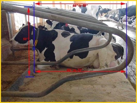 Đối đầu Loại 1,30m / bò Hàng rào Chuồng trại không có gia súc Kích thước có thể điều chỉnh