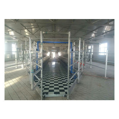 11kw Chân không 3800L Hệ thống vắt sữa song song 128 con bò mỗi giờ