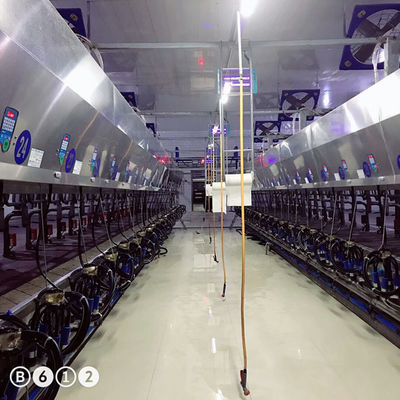 11kw Chân không 3800L Hệ thống vắt sữa song song 128 con bò mỗi giờ