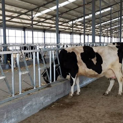 Bền 18kg Chiều cao 110cm Khóa đầu bò Thao tác dễ dàng