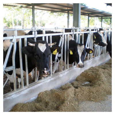 ống thép 0,75m / vị trí Khóa đầu gia súc để điều trị cho trang trại bò sữa