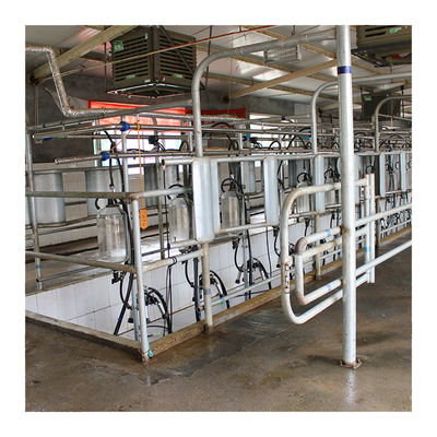 Dairy Farm 4KW Herringbone vắt sữa bằng thủy tinh cấp thực phẩm
