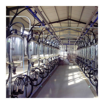 Sảnh vắt sữa bằng xương cá SS304 Đường ống PVC Phòng vắt sữa song song