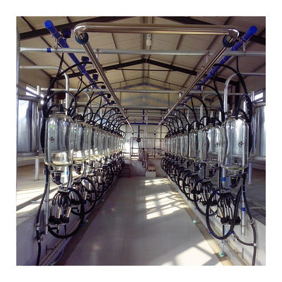 Sảnh vắt sữa bằng xương cá SS304 Đường ống PVC Phòng vắt sữa song song