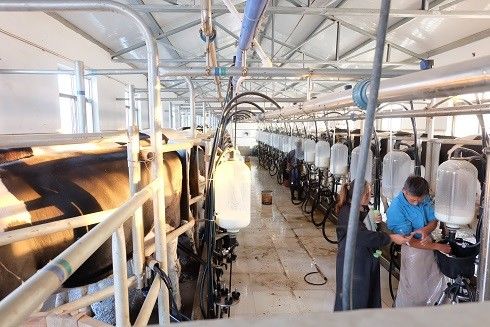 SS304 Hệ thống vắt sữa Herringbone Parlour Thiết bị cho bò sữa